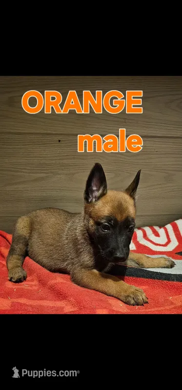 AKC Orange male (Valor X Optimus) – Belgian Malinois puppy for sale in West Union, OH