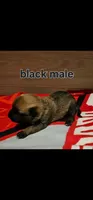 AKC Black male (Valor X Optimus), a male Belgian Malinois for sale in West Union, OH – 2 of 8