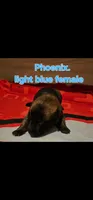 Light blue female (Phoenix X Optimus), a female Belgian Malinois for sale in West Union, OH – Photo 3 of 8