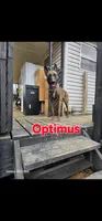 Light blue female (Phoenix X Optimus), a female Belgian Malinois for sale in West Union, OH – Photo 8 of 8