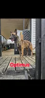 Light blue female (Phoenix X Optimus), a female Belgian Malinois for sale in West Union, OH – Photo 7 of 8