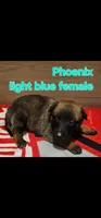 Light blue female (Phoenix X Optimus), a female Belgian Malinois for sale in West Union, OH – Photo 1 of 2