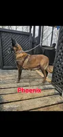 Light blue female (Phoenix X Optimus), a female Belgian Malinois for sale in West Union, OH – Photo 5 of 8