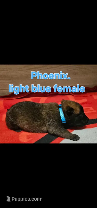 Light blue female (Phoenix X Optimus), a female Belgian Malinois for sale in West Union, OH – Photo 1 of 8