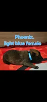 Light blue female (Phoenix X Optimus), a female Belgian Malinois for sale in West Union, OH – Photo 1 of 8