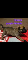 Patriot X Optimus, a male Belgian Malinois for sale in West Union, OH – Photo 6 of 10
