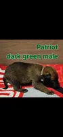 Patriot X Optimus, a male Belgian Malinois for sale in West Union, OH – Photo 5 of 10