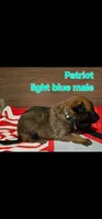 Patriot X Optimus, a male Belgian Malinois for sale in West Union, OH – Photo 4 of 10