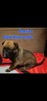 Patriot X Optimus, a male Belgian Malinois for sale in West Union, OH – Photo 9 of 10