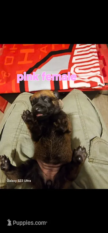 AKC Pink female (Valor X Optimus) – Belgian Malinois puppy for sale in West Union, OH