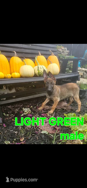 AKC Light green male (Valor X Optimus) – Belgian Malinois puppy for sale in West Union, OH
