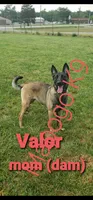 AKC Orange male (Valor X Optimus), a male Belgian Malinois for sale in West Union, OH – 7 of 9