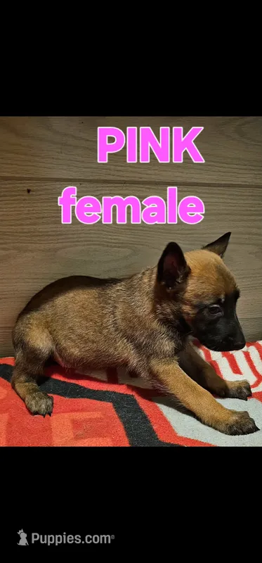 AKC Pink female (Valor X Optimus) – Belgian Malinois puppy for sale in West Union, OH