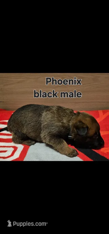 Black male (Phoenix X Optimus) – Belgian Malinois puppy for sale in West Union, OH
