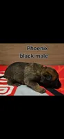 Black male (Phoenix X Optimus), a male Belgian Malinois for sale in West Union, OH – Photo 1 of 2