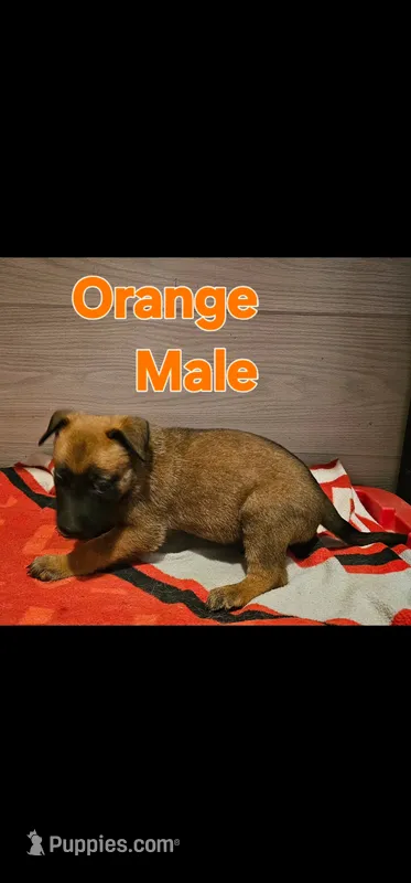 AKC Orange male (Valor X Optimus) – Belgian Malinois puppy for sale in West Union, OH