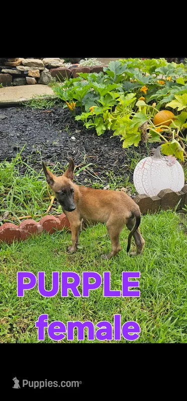 AKC Purple female (Valor X Optimus) – Belgian Malinois puppy for sale in West Union, OH