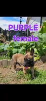 AKC Purple female (Valor X Optimus), a female Belgian Malinois for sale in West Union, OH – 2 of 9