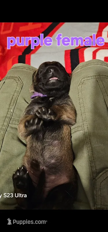 AKC Purple female (Valor X Optimus) – Belgian Malinois puppy for sale in West Union, OH