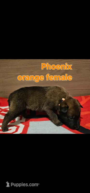 Orange female (Phoenix X Optimus)