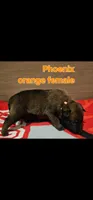 AKC belgian malinois (Phoenix X Optimus), a male Belgian Malinois for sale in West Union, OH – Photo 5 of 10