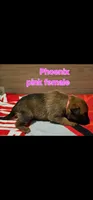 AKC belgian malinois (Phoenix X Optimus), a male Belgian Malinois for sale in West Union, OH – Photo 3 of 10
