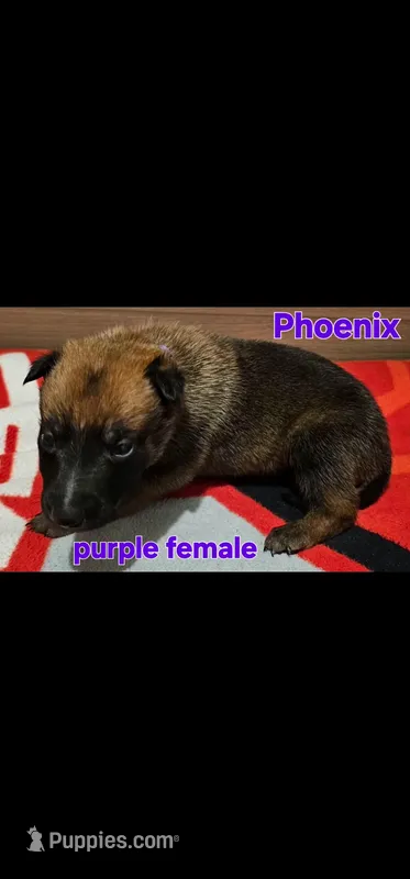 AKC belgian malinois (Phoenix X Optimus) – Belgian Malinois puppy for sale in West Union, OH