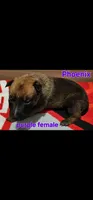 AKC belgian malinois (Phoenix X Optimus), a male Belgian Malinois for sale in West Union, OH – Photo 1 of 10