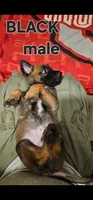 AKC Black male (Valor X Optimus), a male Belgian Malinois for sale in West Union, OH – 2 of 8