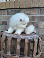 Lenny, a male Pomeranian for sale in Elkton, KY – 3 of 3