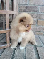 Lila, a female Pomeranian for sale in Elkton, KY – 2 of 3