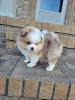 Lucky, a male Pomeranian for sale in Elkton, KY – 3 of 3