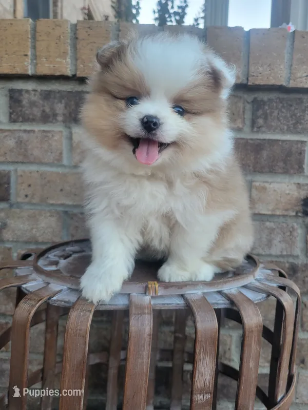 Lucky – Pomeranian puppy for sale in Elkton, KY
