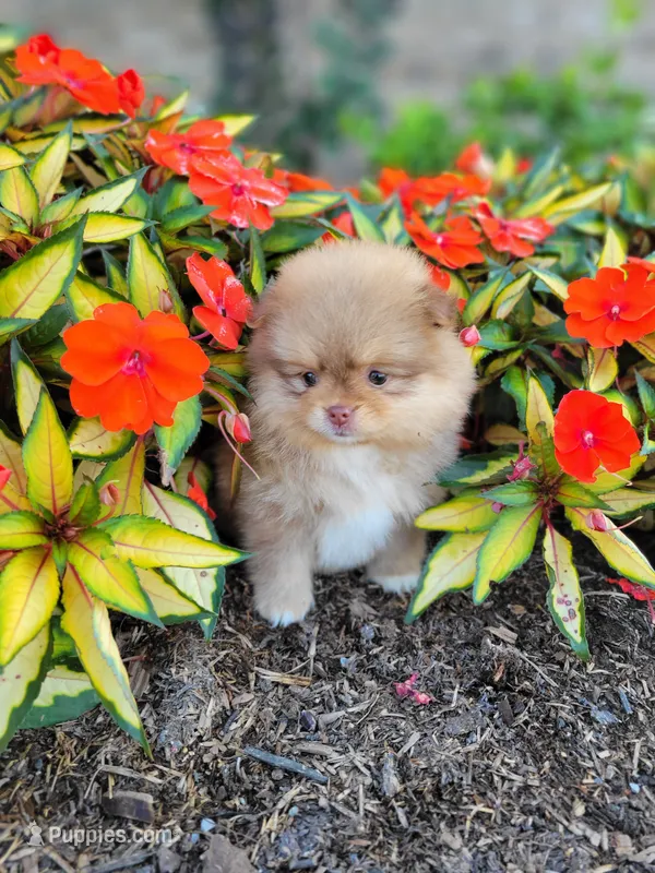 Lila – Pomeranian puppy for sale in Elkton, KY
