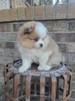 Lucky, a male Pomeranian for sale in Elkton, KY – 2 of 3
