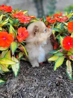Lila, a female Pomeranian for sale in Elkton, KY – 3 of 3