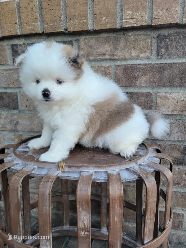 Lenny – Pomeranian puppy for sale in Elkton, KY