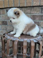 Lenny, a male Pomeranian for sale in Elkton, KY – 2 of 3