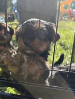 Pup, a male Yorkshire Terrier for sale in Wilmington, OH – 2 of 3