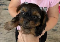 Pup, a male Yorkshire Terrier for sale in Wilmington, OH – 1 of 3