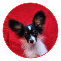 EUREKA , a male Papillon for sale in Rutledge, AL – 4 of 8