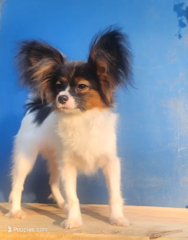 Teddy – Papillon puppy for sale in Rutledge, AL