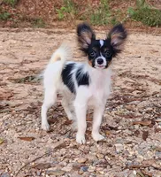 EUREKA , a male Papillon for sale in Rutledge, AL – 2 of 8