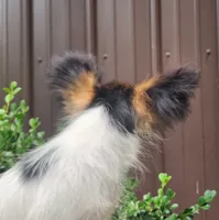 Teddy, a female Papillon for sale in Rutledge, AL – 4 of 7