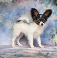 Fudge, a female Papillon for sale in Rutledge, AL – 3 of 6