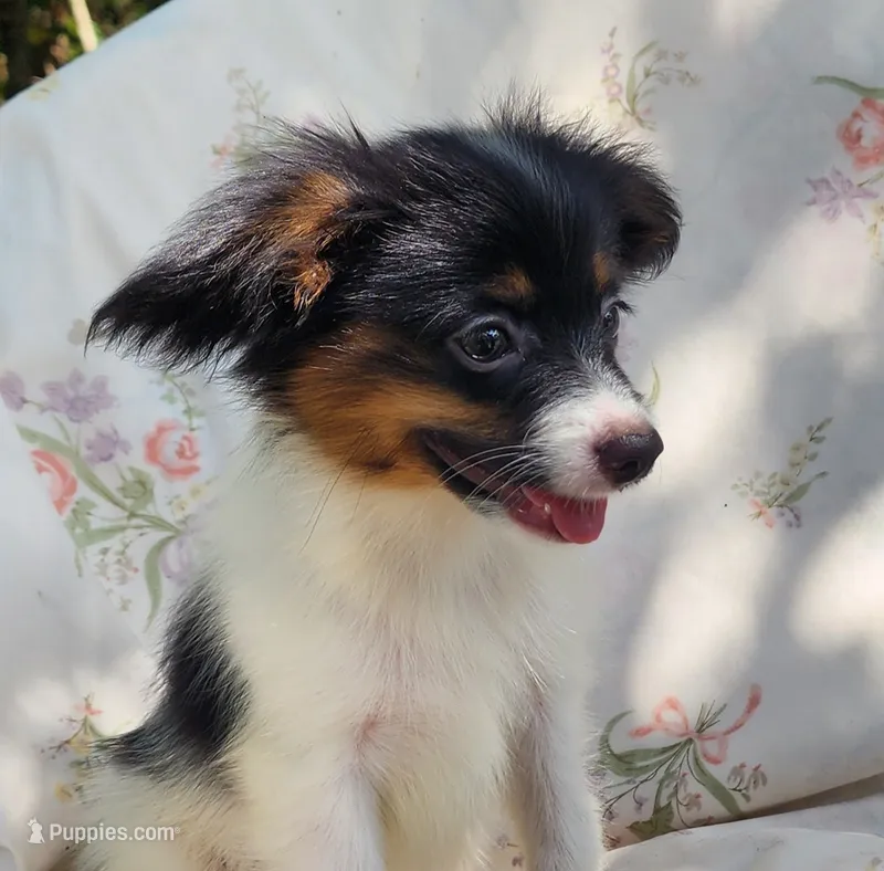 Polo – Papillon puppy for sale in Rutledge, AL