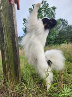 Diamond, a male Papillon for sale in Rutledge, AL – 5 of 7