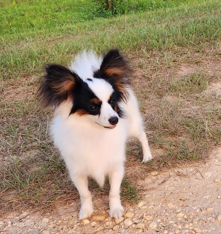 Cotton – Papillon puppy for sale in Rutledge, AL
