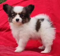 Tawny, a female Papillon for sale in Rutledge, AL – 3 of 5