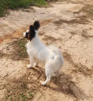 Cotton, a male Papillon for sale in Rutledge, AL – 6 of 8